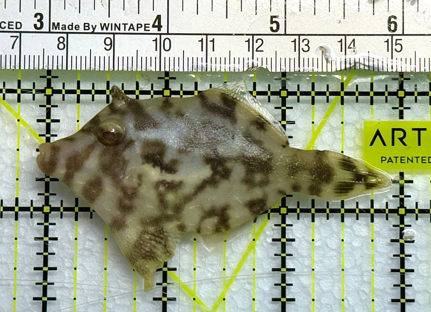 Aiptasia Eating Filefish AEF041102 WYSIWYG Size: L 3" approx