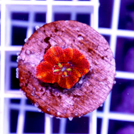 West Aussie Ultra Scolymia WAUS040508 WYSIWYG