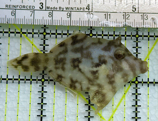 Aiptasia Eating Filefish AEF041102 WYSIWYG Size: L 3" approx