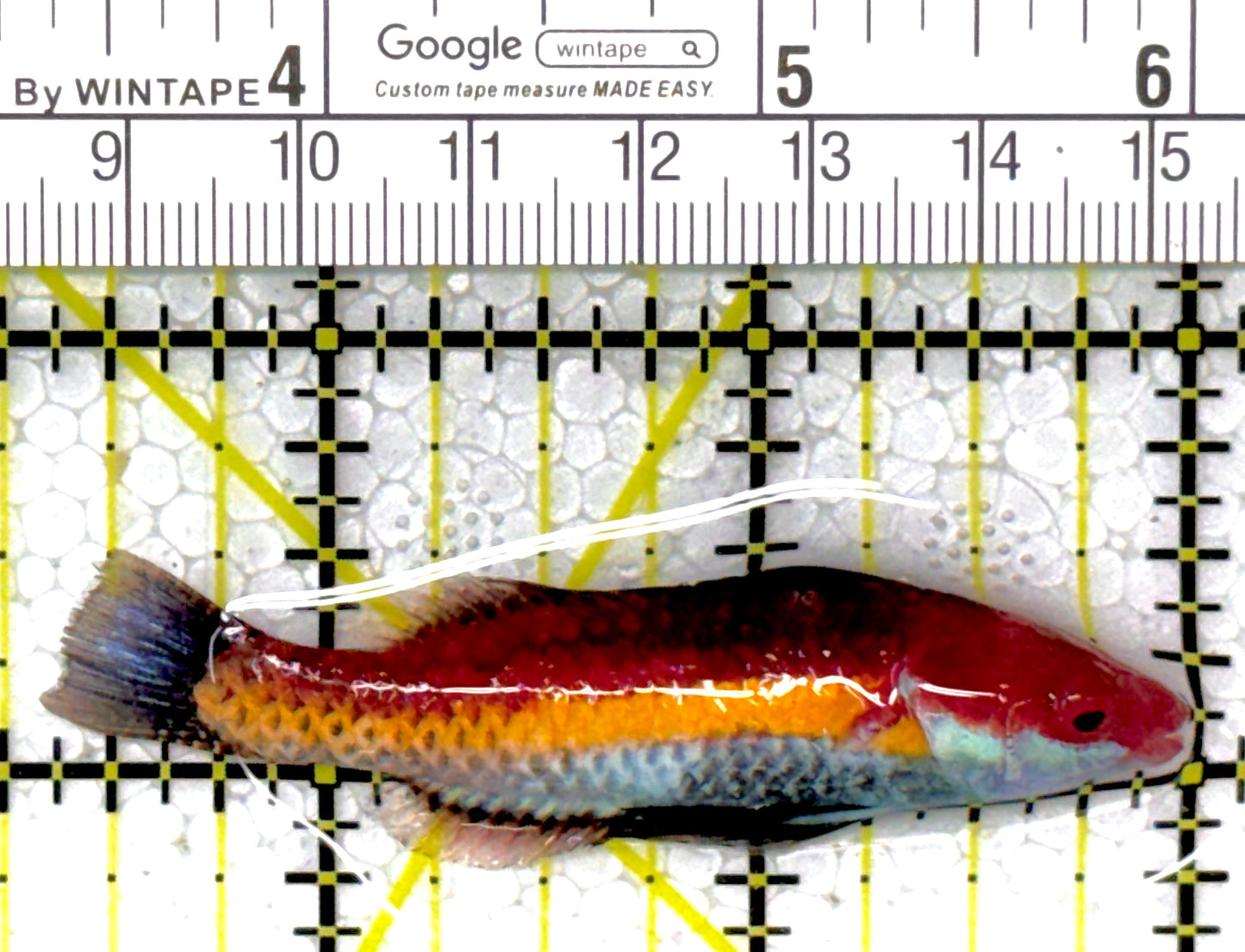 Naoko's Fairy Wrasse NFW111901 WYSIWYG Size: XL 2.75"