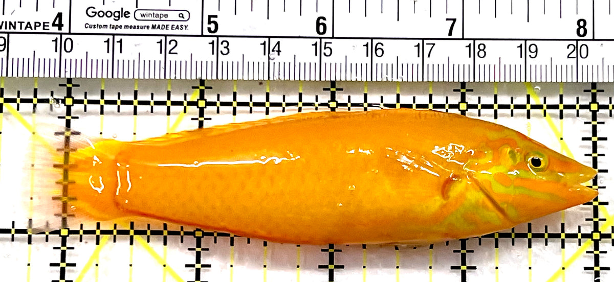 Yellow Banana Wrasse YBW100601 WYSIWYG Size: ML 4.25" approx