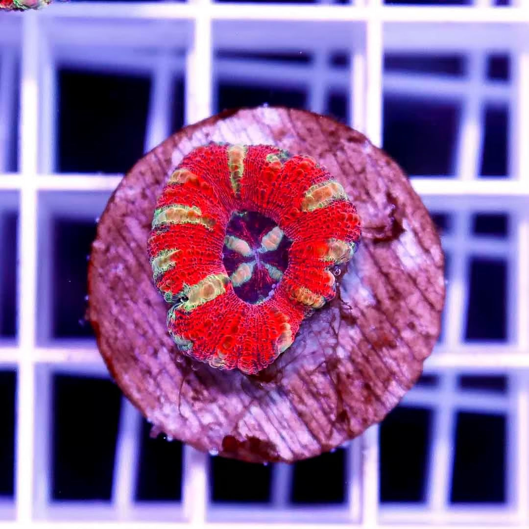 West Aussie Ultra Button Scolymia Size: Medium 0.5" to 0.75" Approx - Violet Aquarium 