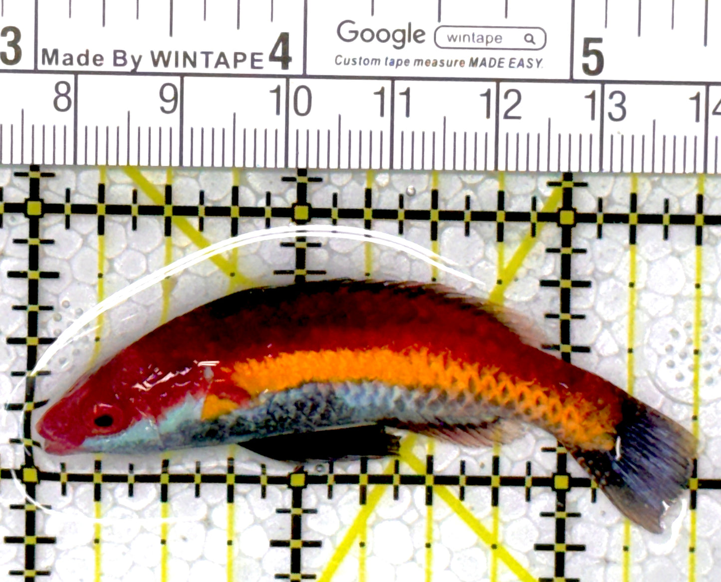 Naoko's Fairy Wrasse NFW111901 WYSIWYG Size: XL 2.75"