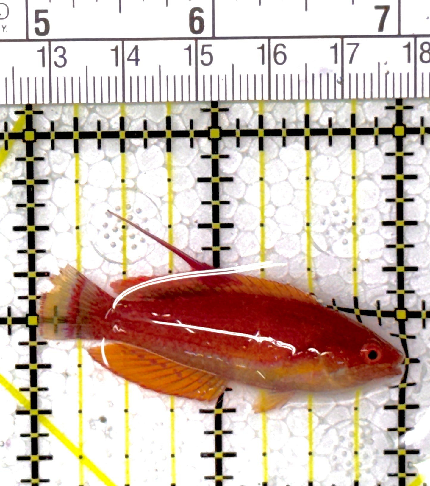 Carpenter's Flasher Wrasse CFW111903 WYSIWYG Size: M 2"