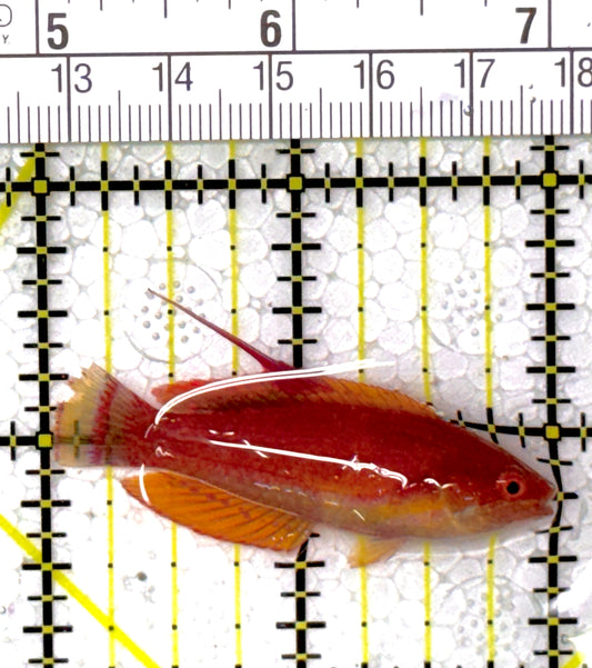 Carpenter's Flasher Wrasse CFW111903 WYSIWYG Size: M 2"