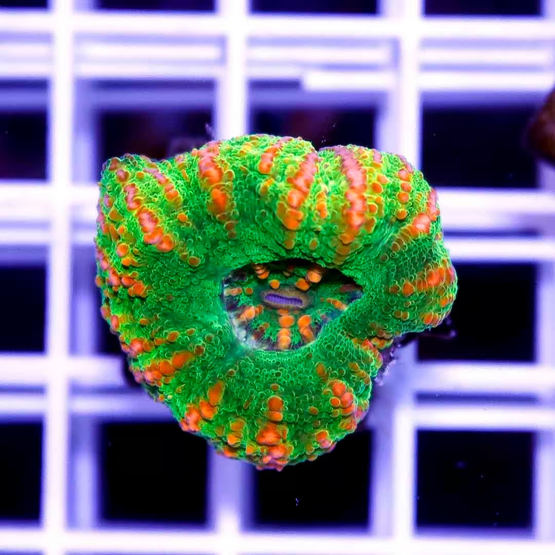 West Aussie Ultra Button Scolymia Size: Medium 0.5" to 0.75" Approx - Violet Aquarium 