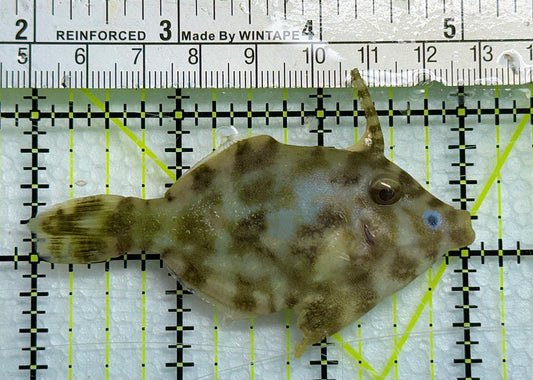 Aiptasia Eating Filefish AEF041103 WYSIWYG Size: L 3" approx