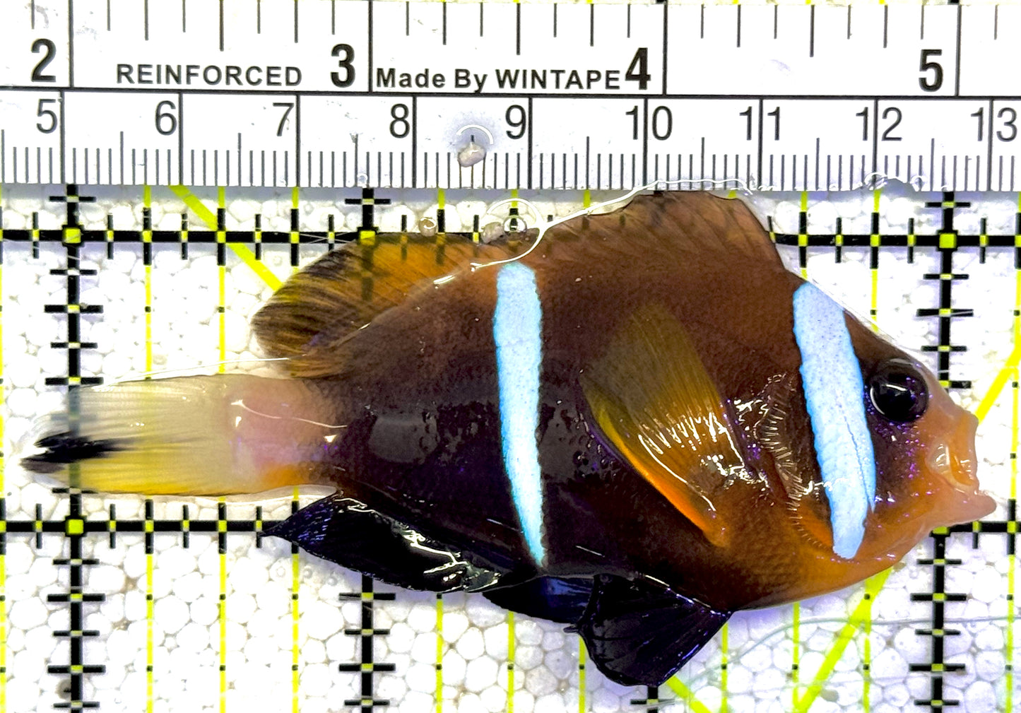 Rare Oman Special Grade Clownfish ROSGC022201 WYSIWYG Size: L 3.25" approx