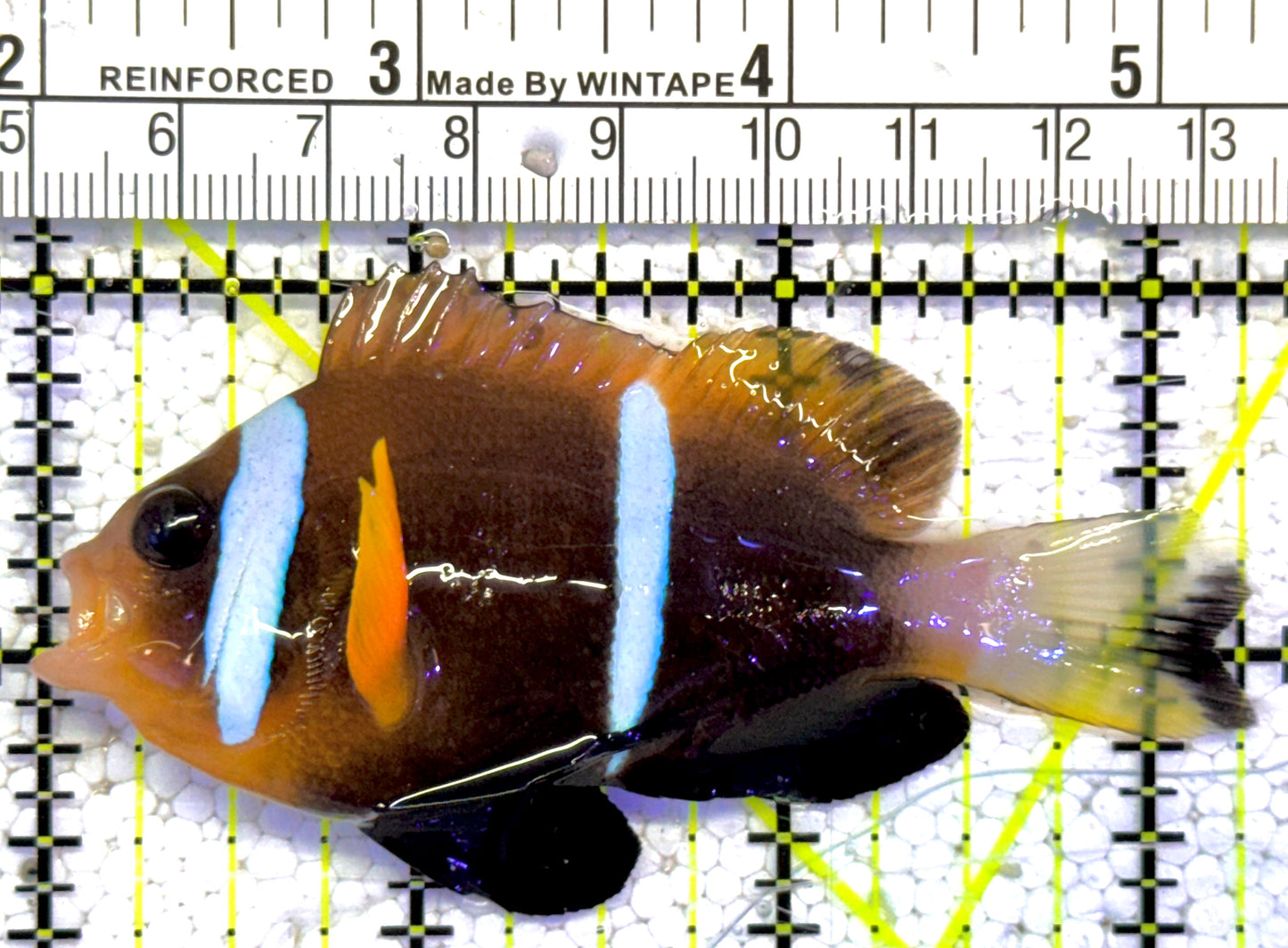 Rare Oman Special Grade Clownfish ROSGC022201 WYSIWYG Size: L 3.25" approx