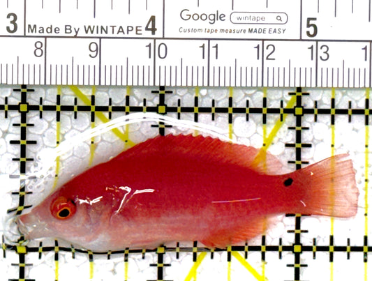 Yellowfin Fairy Wrasse YFW111902 WYSIWYG Size: SHOW 2.5"