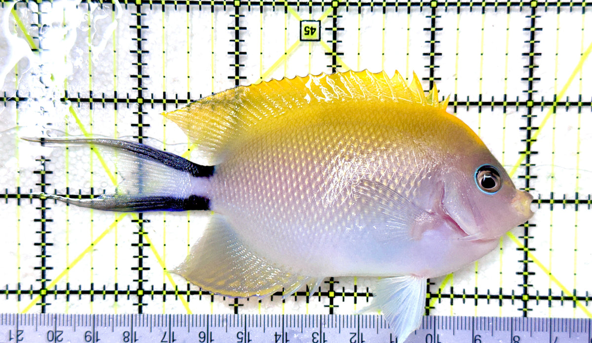 Swallowtail Angelfish Female (Reefsafe) SAF101801 WYSIWYG Size: XXL 5.25" approx