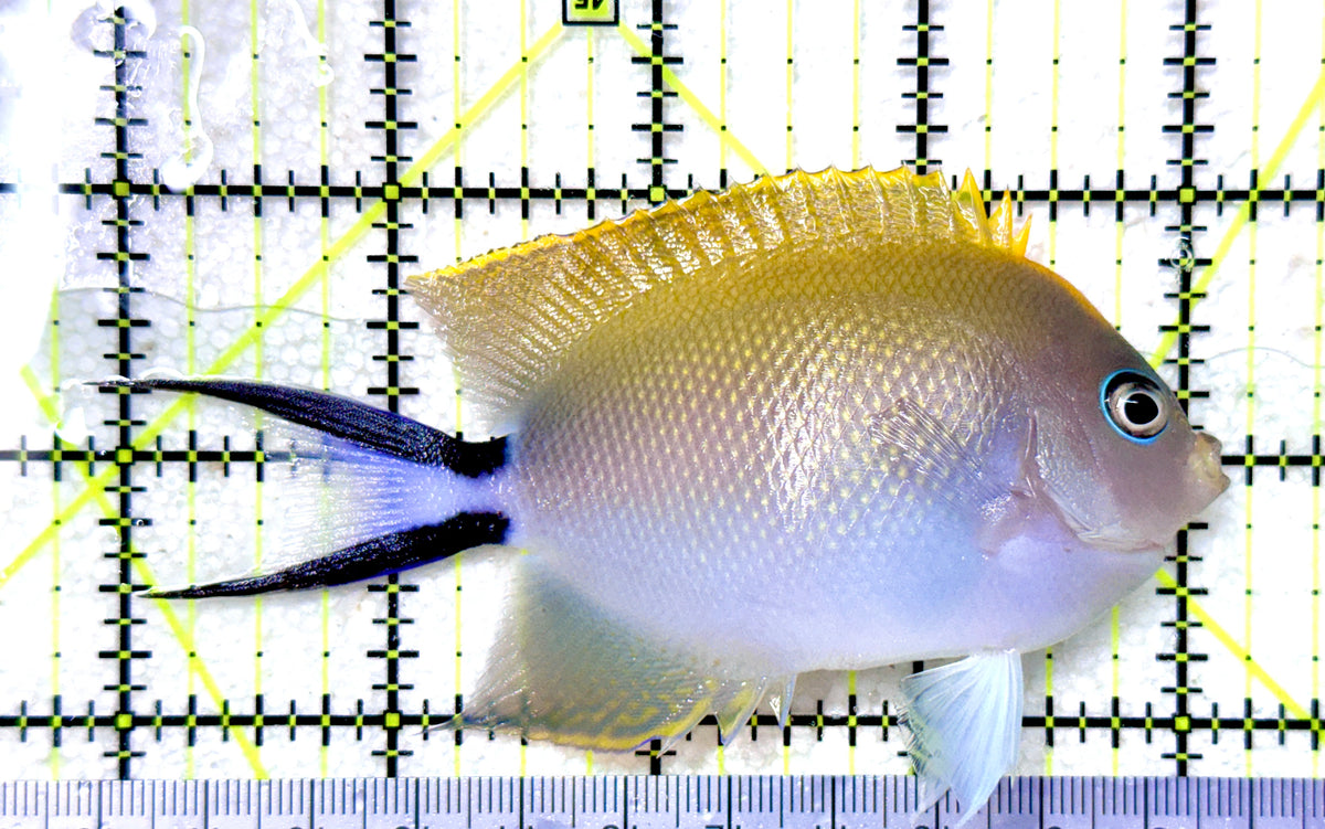 Swallowtail Angelfish Female SAF101802 WYSIWYG (Reefsafe) Size: XL 4.25" approx