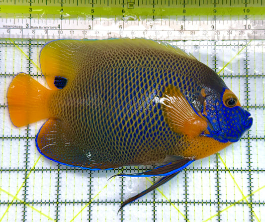 Blueface Angelfish Adult (Sumatra Vibrant Colors) BAA041102 WYSIWYG Size: XXXL/Show 7.75" approx