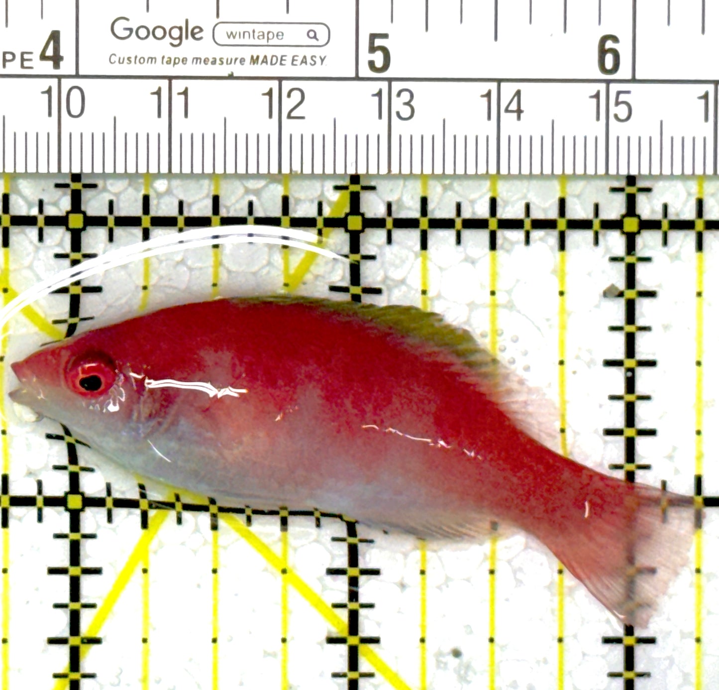 Yellowfin Fairy Wrasse YFW111901 WYSIWYG Size: SHOW 2.5"