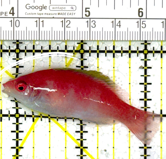 Yellowfin Fairy Wrasse YFW111901 WYSIWYG Size: SHOW 2.5"
