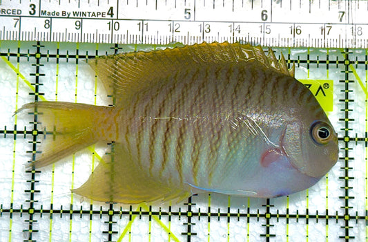 Swallowtail Angelfish Male (Reefsafe) SAM041101 WYSIWYG Size: M 4" approx