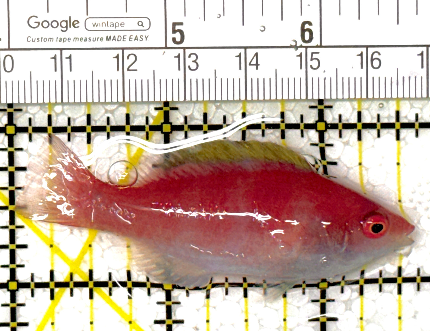 Yellowfin Fairy Wrasse YFW111901 WYSIWYG Size: SHOW 2.5"