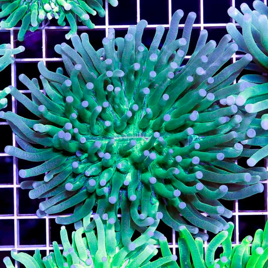Neon Aussie Heliofungia NAH040501 WYSIWYG