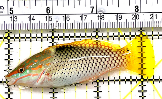 Checkerboard Wrasse CW100603 WYSIWYG Size: ML 3.25" approx