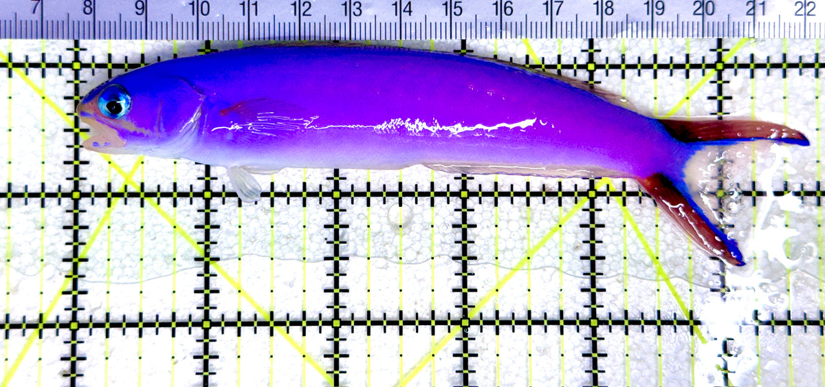 Purple Tilefish PT101801 WYSIWYG Size: XXL SHOW 5.5" approx