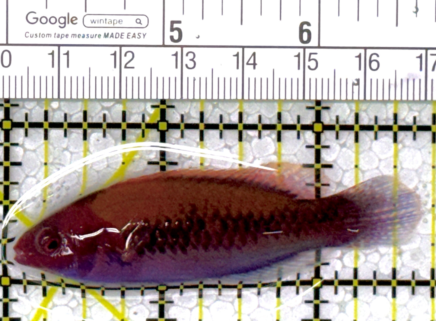 Orange-Back Fairy Wrasse OBFW111902 WYSIWYG Size: SHOW 2.5"