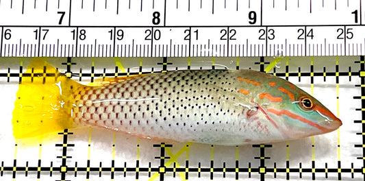 Checkerboard Wrasse CW100604 WYSIWYG Size: ML 3.25" approx