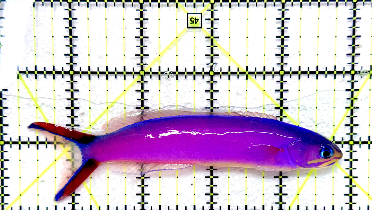 Purple Tilefish PT101802 WYSIWYG Size: XL 4.5" approx