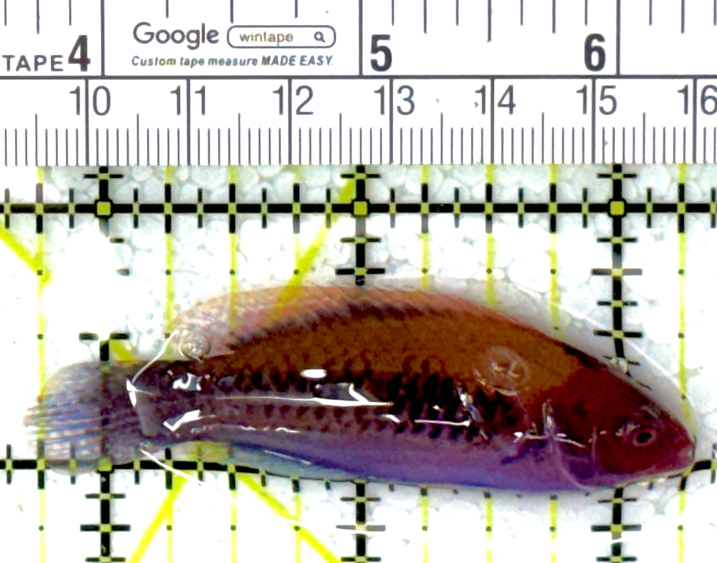 Orange-Back Fairy Wrasse OBFW111902 WYSIWYG Size: SHOW 2.5"
