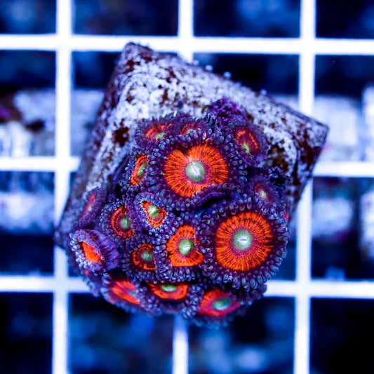 Aquacultured Aussie Palythoa AAP040501  WYSIWYG