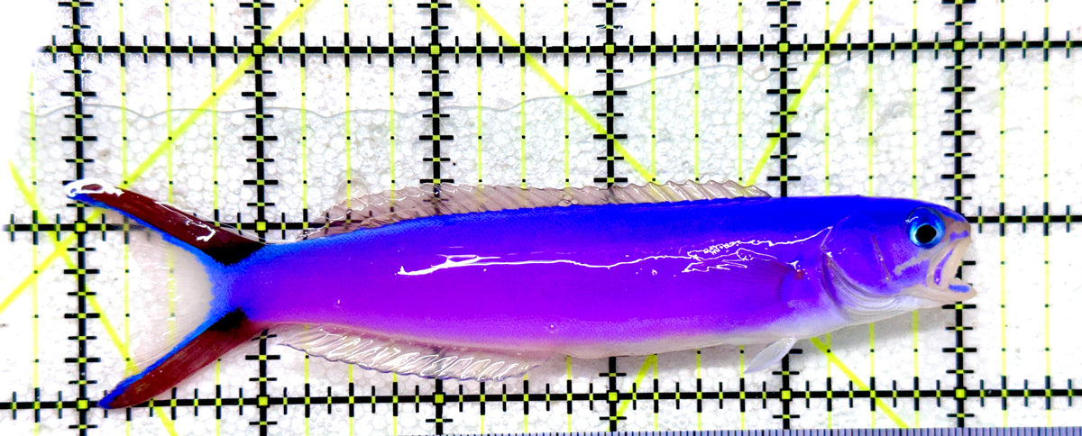 Purple Tilefish PT101803 WYSIWYG Size: XL 5" approx