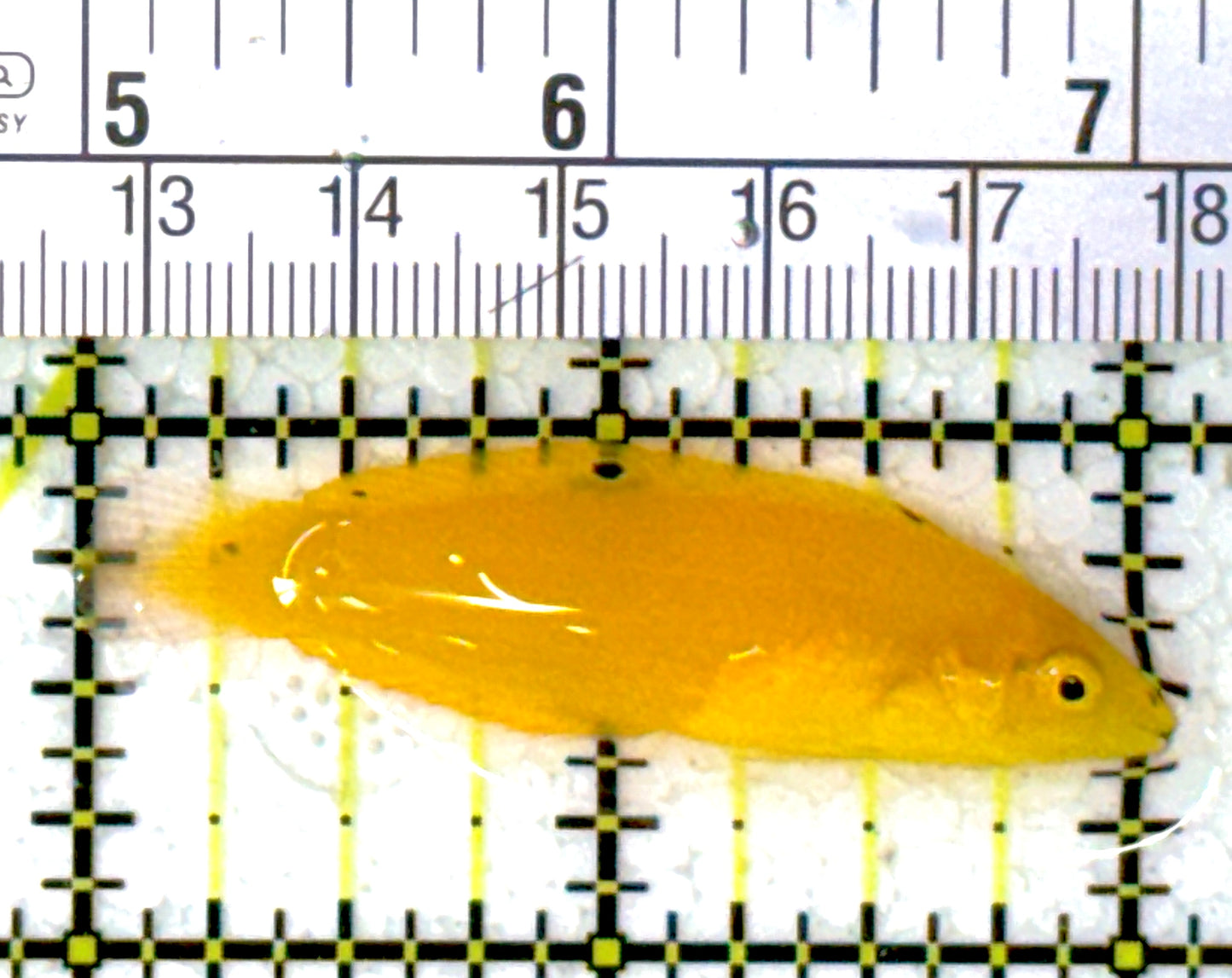 Yellow Coris Wrasse YCW111902 WYSIWYG Size: M 2"