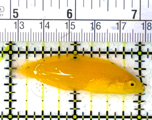 Yellow Coris Wrasse YCW111902 WYSIWYG Size: M 2"