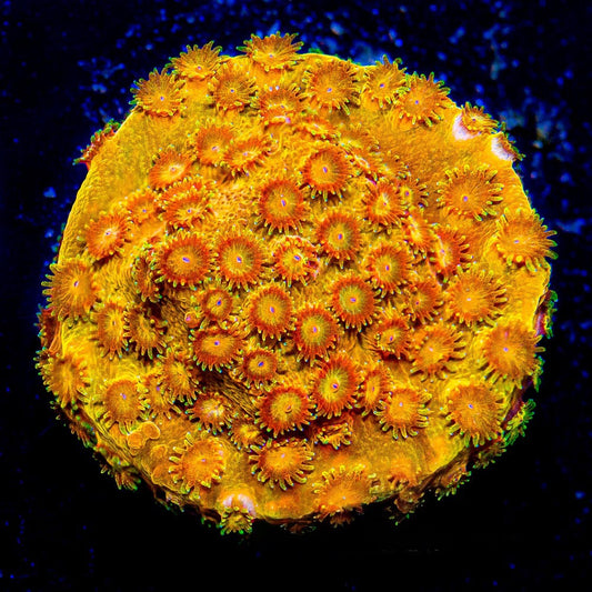 Citrus Burst Cyphastrea  (Aquacultured) Size: M 0.75” to 1” approx Frag