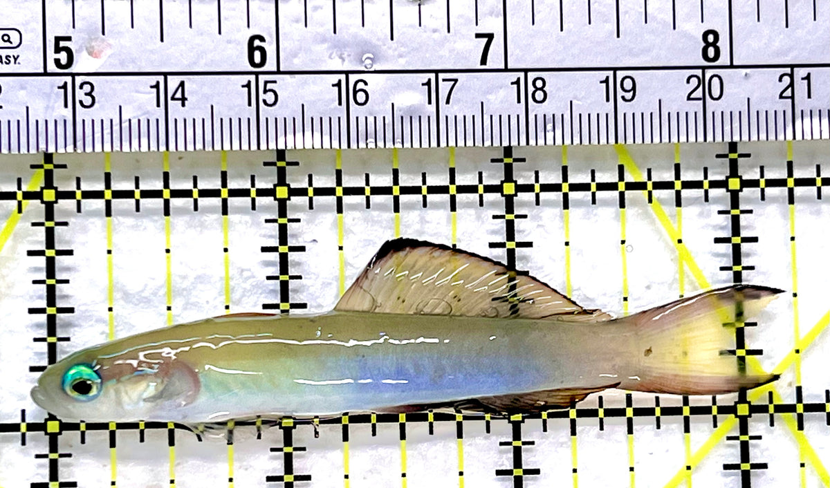 Scissortail Dartfish Goby SDG100401 WYSIWYG Size: 3.25" approx