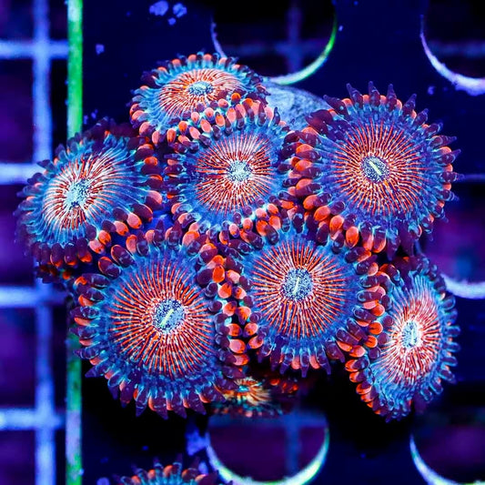 Ultra Aussie White Zombie Palythoa UAWZP040501 WYSIWYG