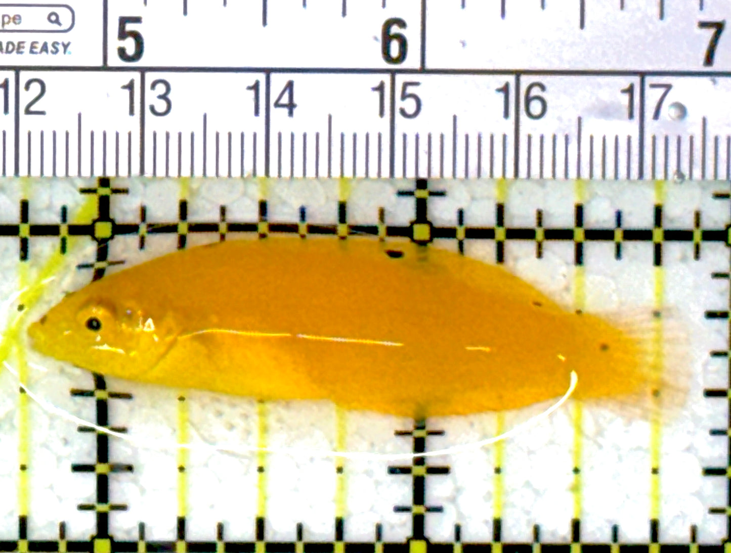 Yellow Coris Wrasse YCW111902 WYSIWYG Size: M 2"