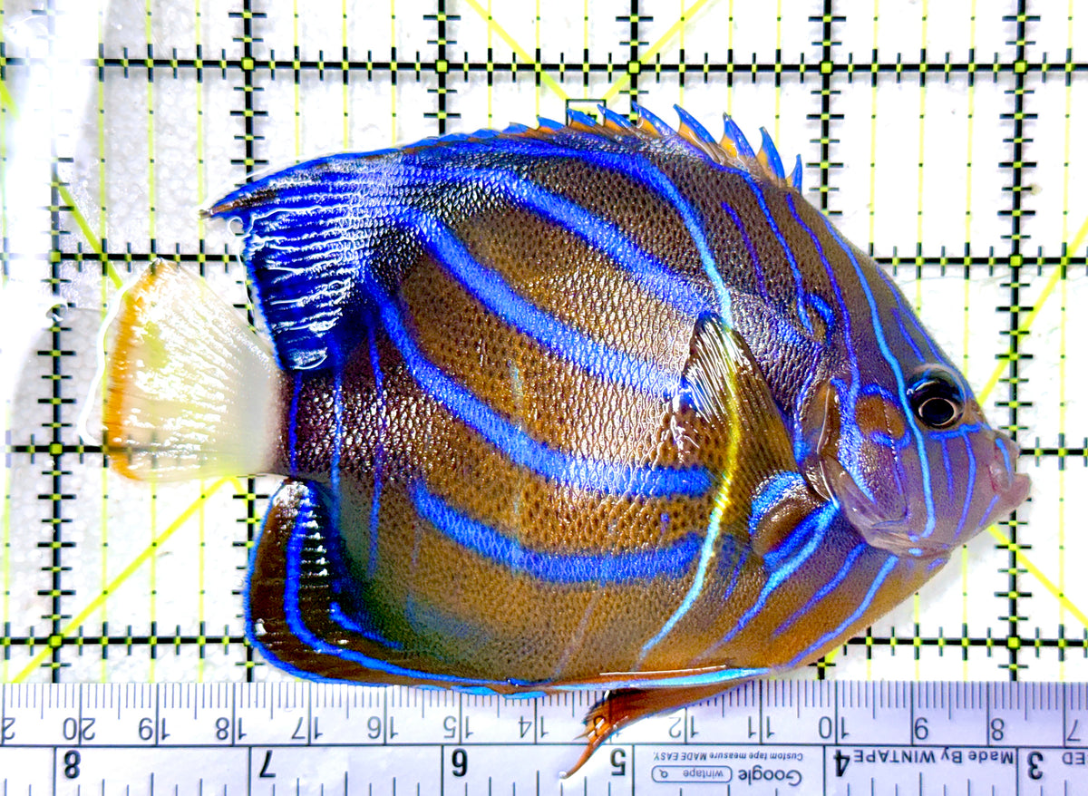 Blue Ring Angelfish Adult BRAA101801 WYSIWYG Size: M 4.75" approx