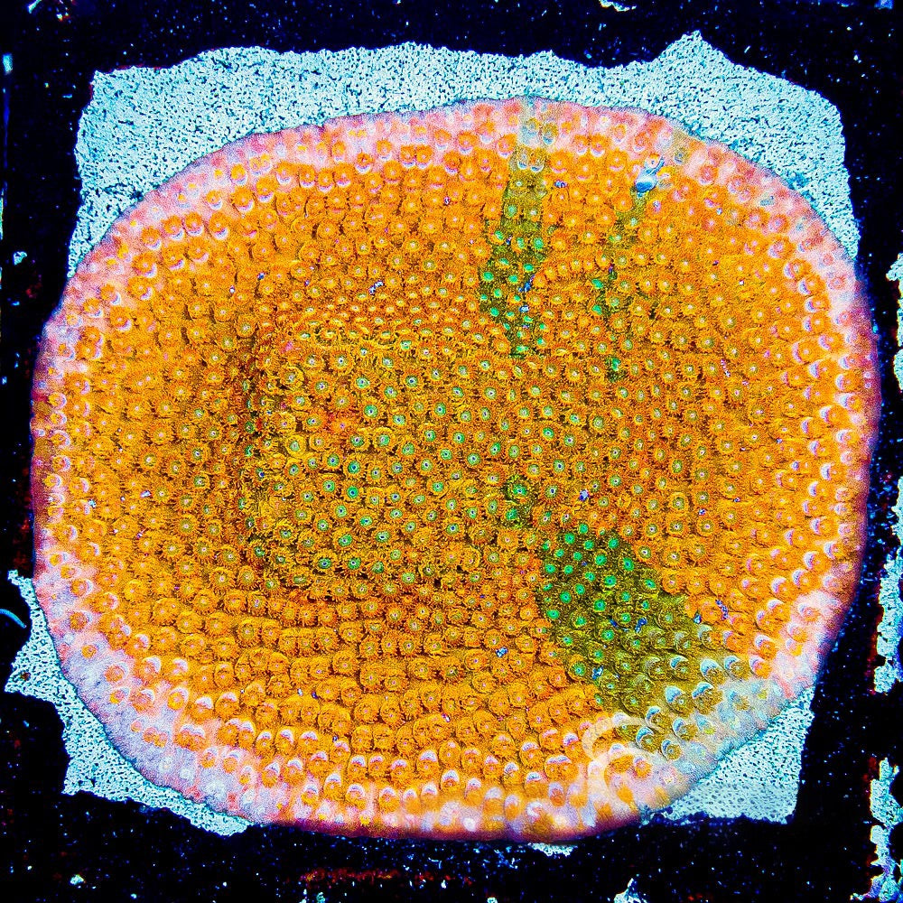 Citrus Burst Cyphastrea  (Aquacultured) Size: M 0.75” to 1” approx Frag
