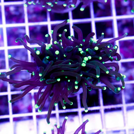 Indo Forest Green Neon Tip Torch IFGNTT040501 WYSIWYG