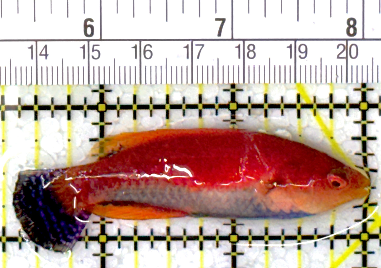 HighFin Fairy Wrasse HFW111904 WYSIWYG Size: SHOW 2.75"