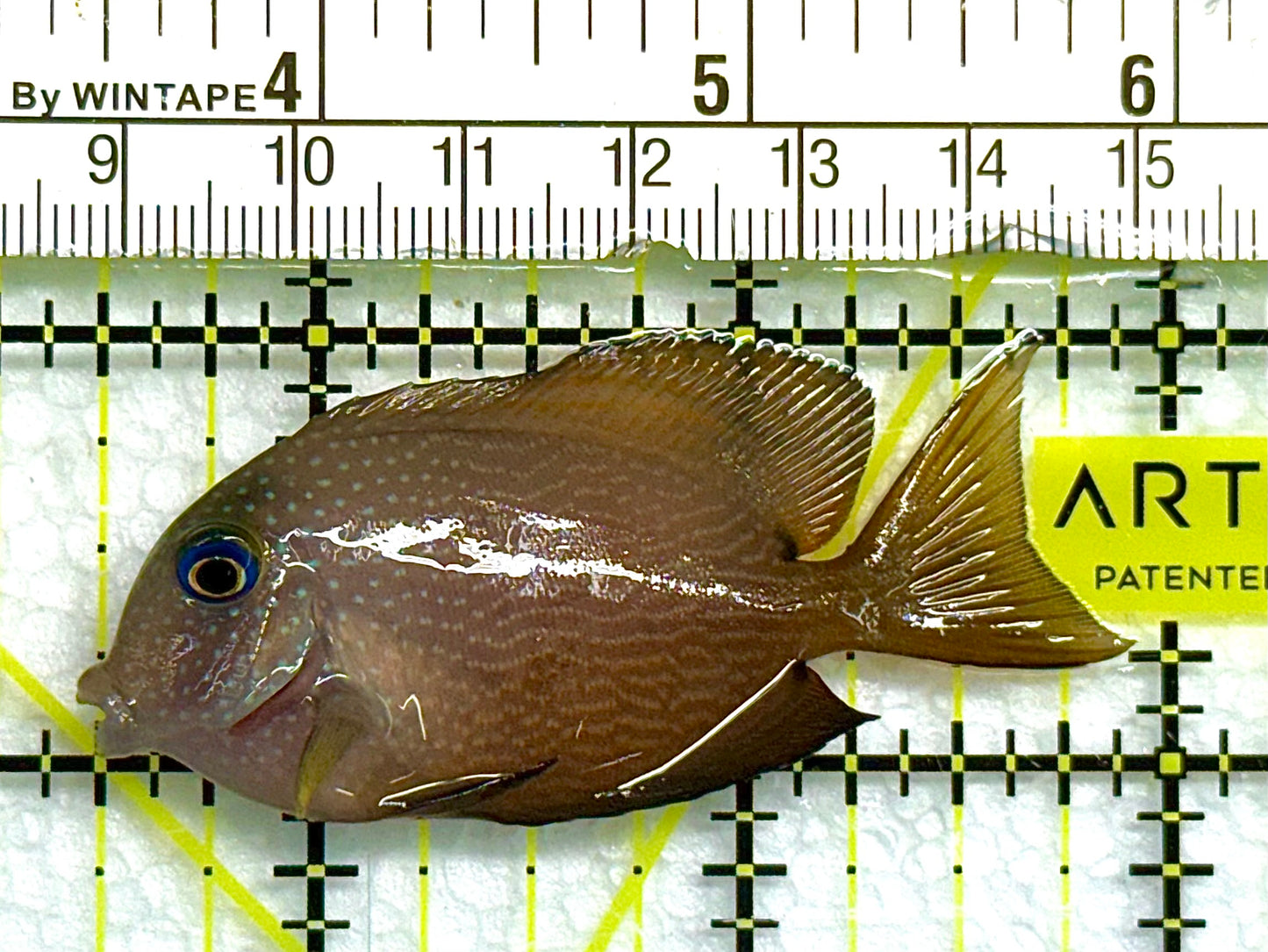 Blue Eye Kole Tang BEKT041101 WYSIWYG Size: S 2.5" approx
