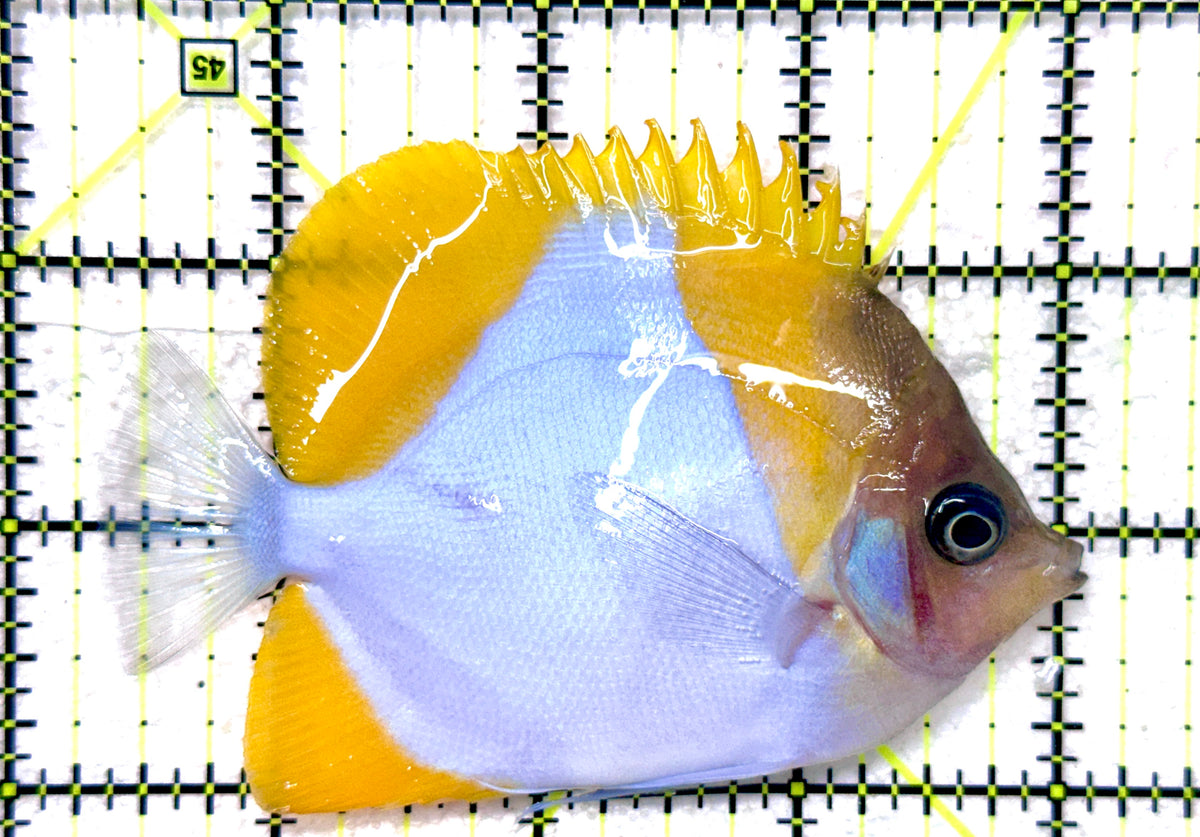 Pyramid Diamond Butterflyfish PDB101801 WYSIWYG Size: M 3.75" approx
