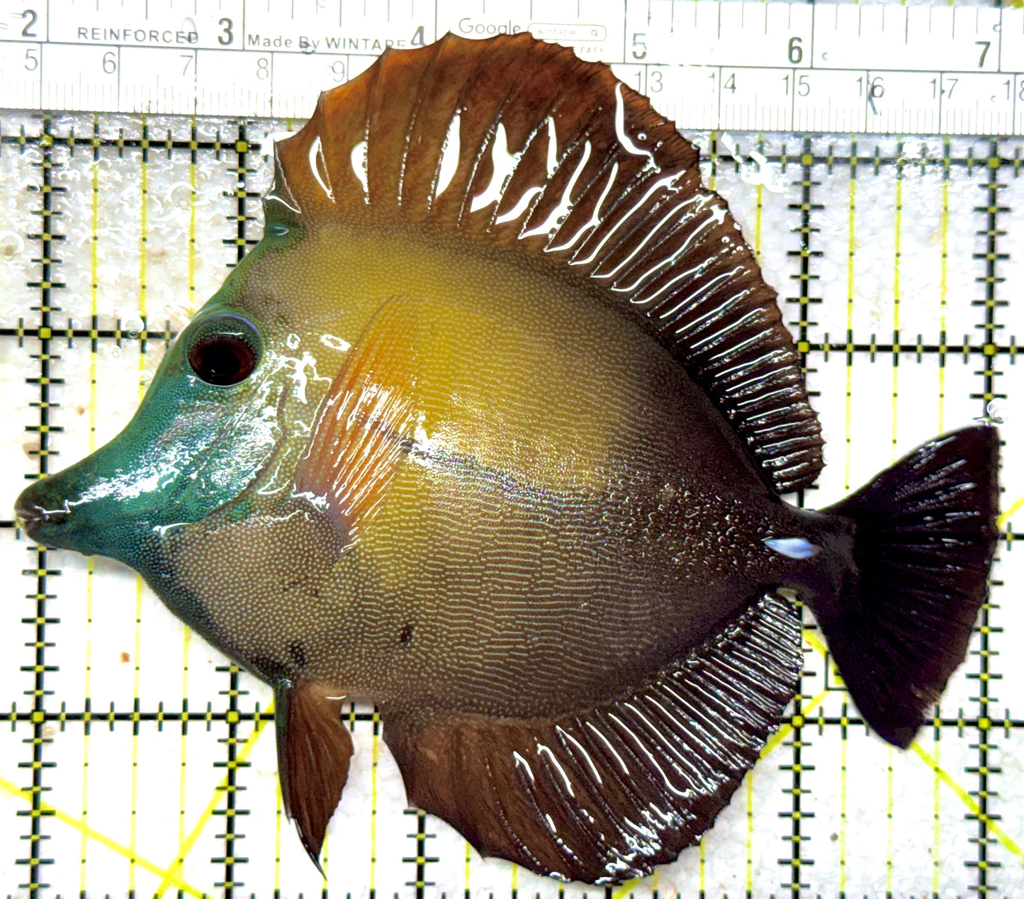 Rare Koi Scopas Tang RKST102401 WYSIWYG Size: XXL 5.5" approx