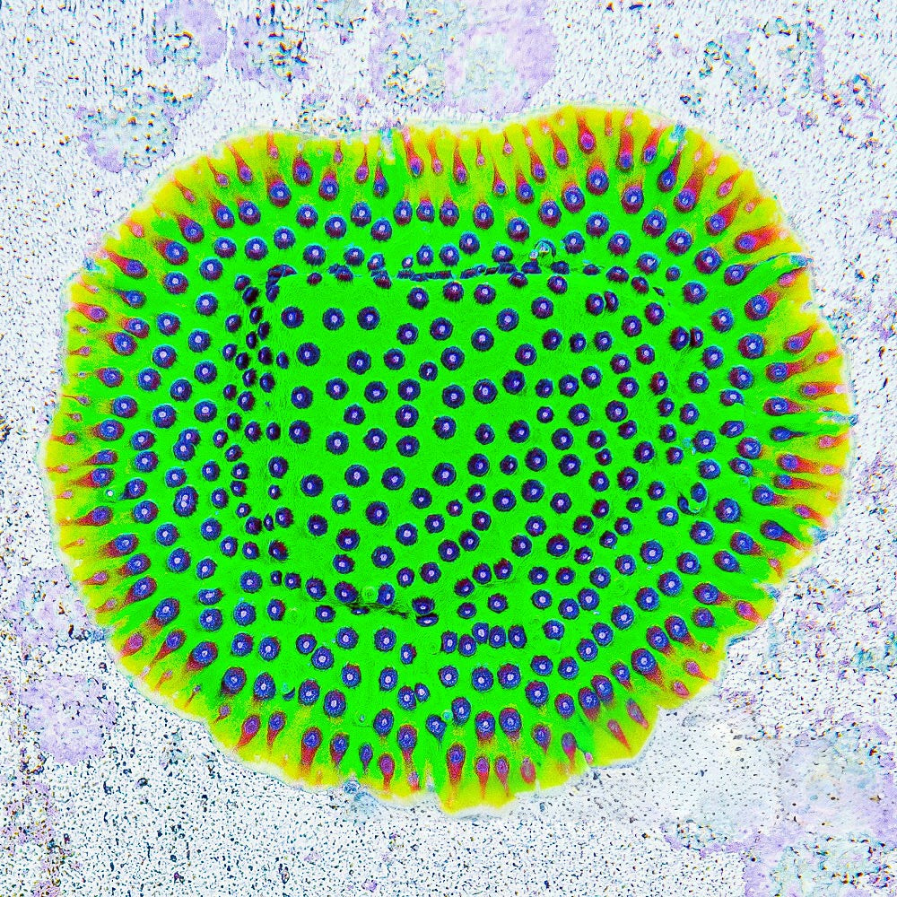 Master PPE Cyphastrea (Aquacultured) Size: M 0.75” to 1” approx Frag