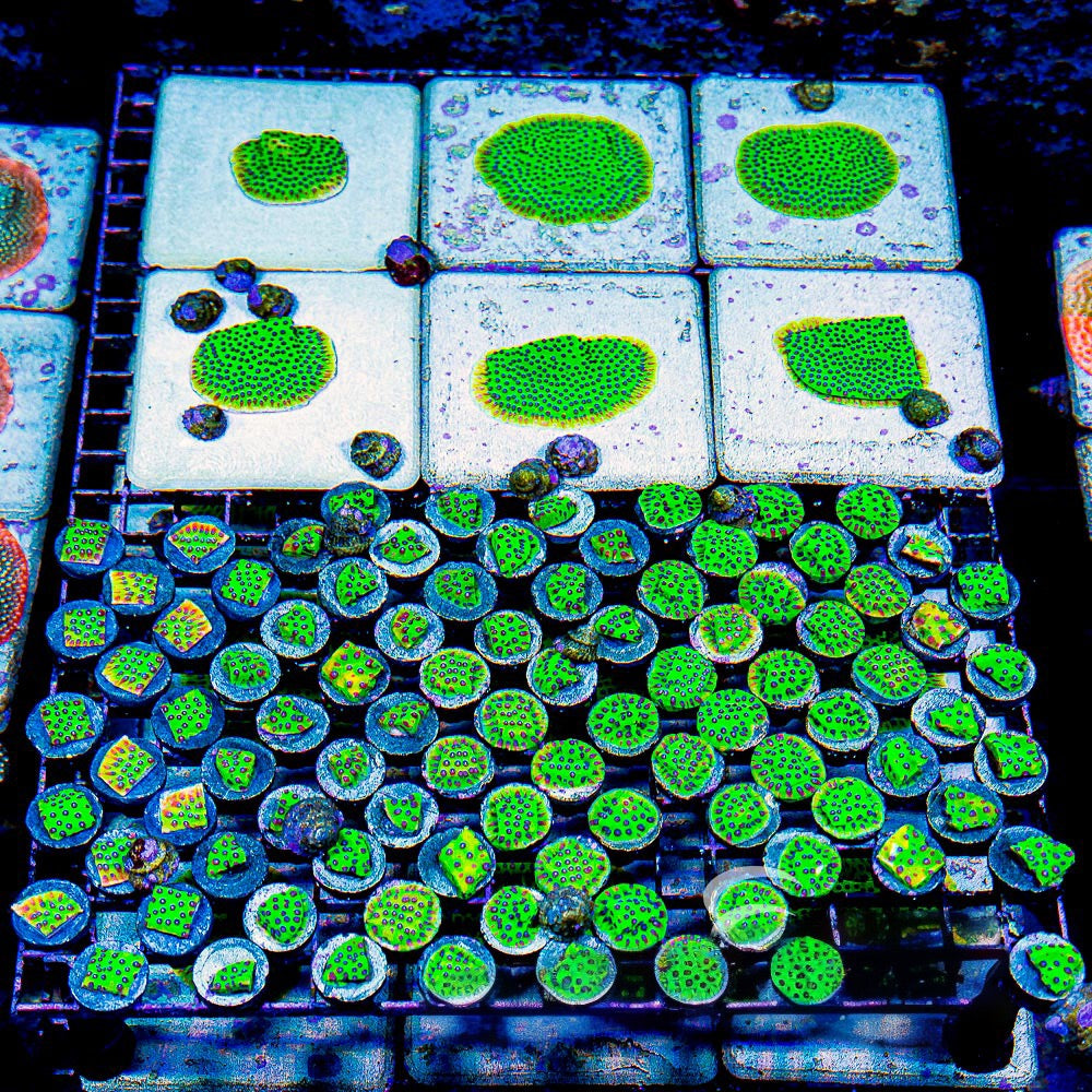 Master PPE Cyphastrea (Aquacultured) Size: M 0.75” to 1” approx Frag