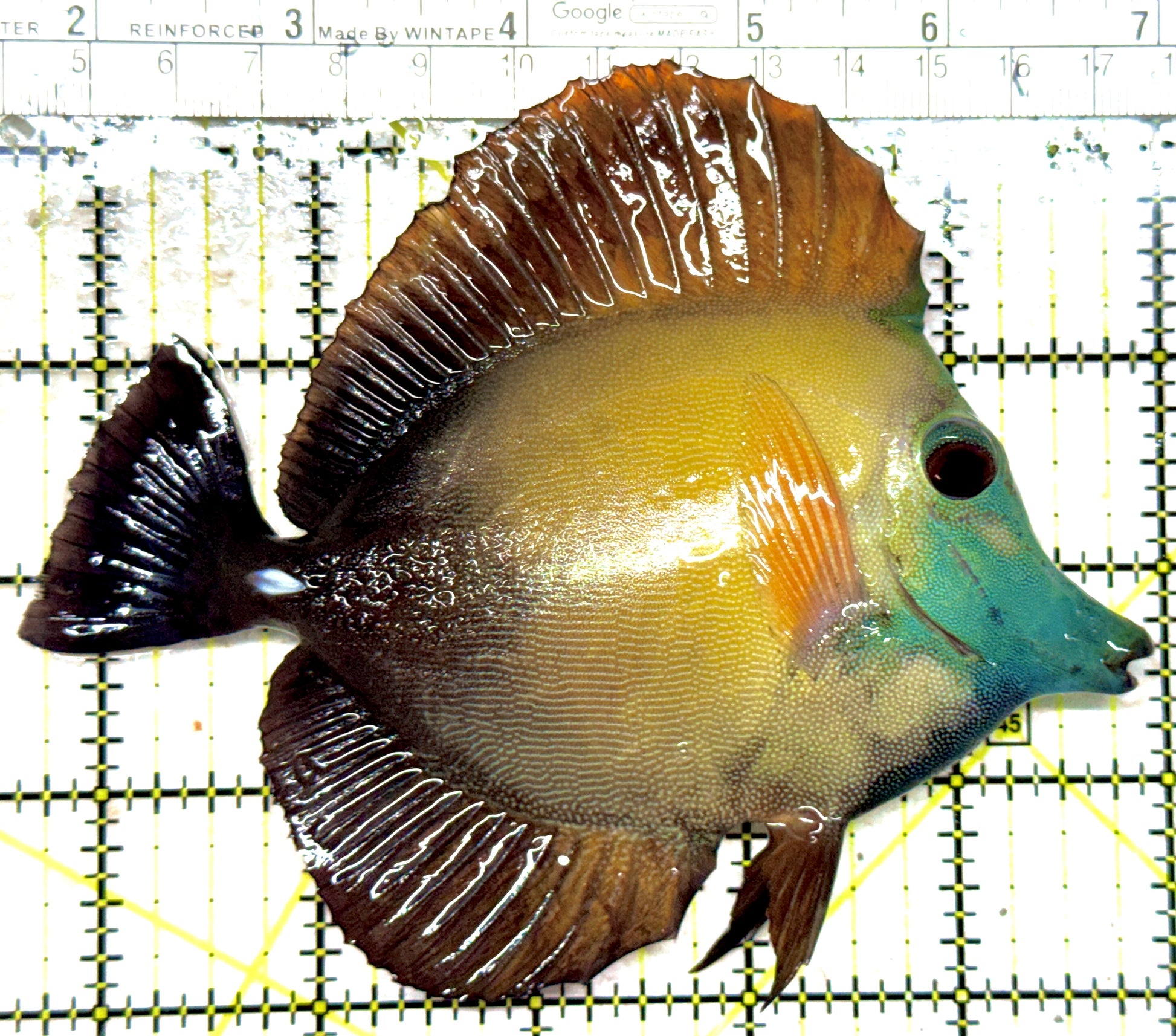 Rare Koi Scopas Tang Size: XL 5" to 6" - Violet Aquarium 