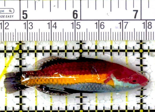 Naoko's Fairy Wrasse NFW111902 WYSIWYG Size: L 2.25"