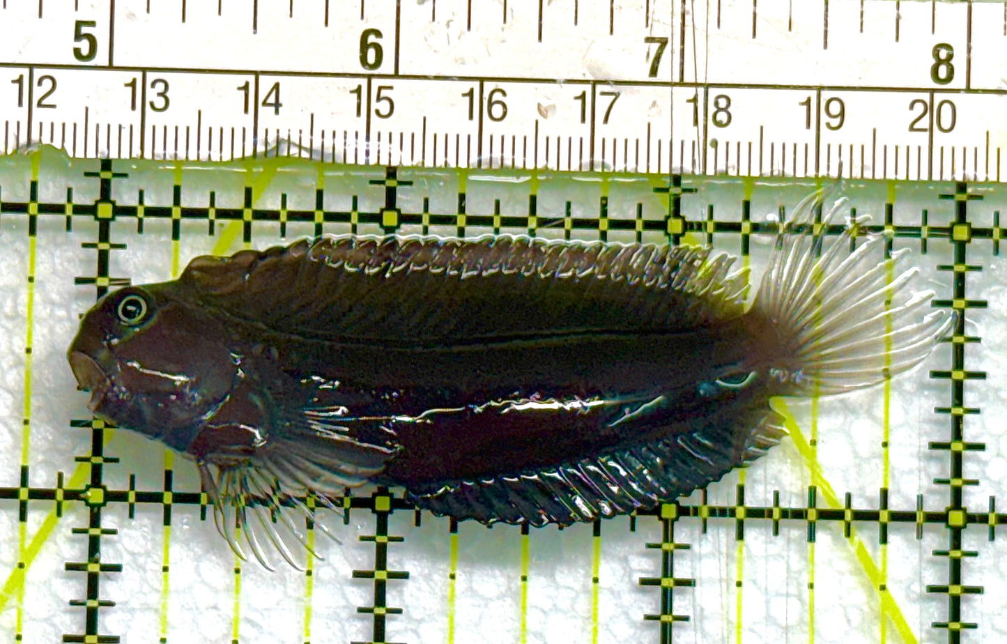 Starry Blenny SB041101 WYSIWYG Size: L 3" approx