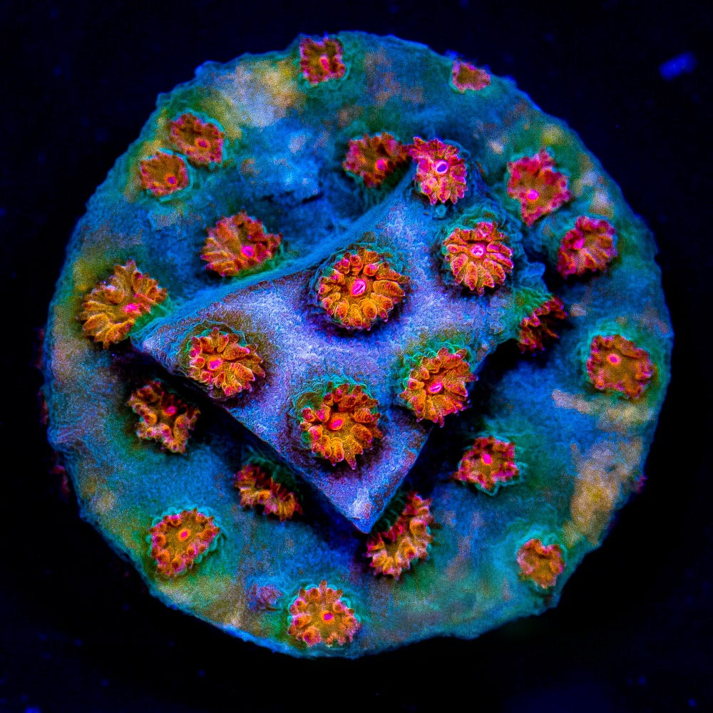 Aussie Hot Orange/Golden Eye Meteor Shower Cyphastrea (Aquaculturd) Size:  0.75" to 1" Frag - Violet Aquarium 