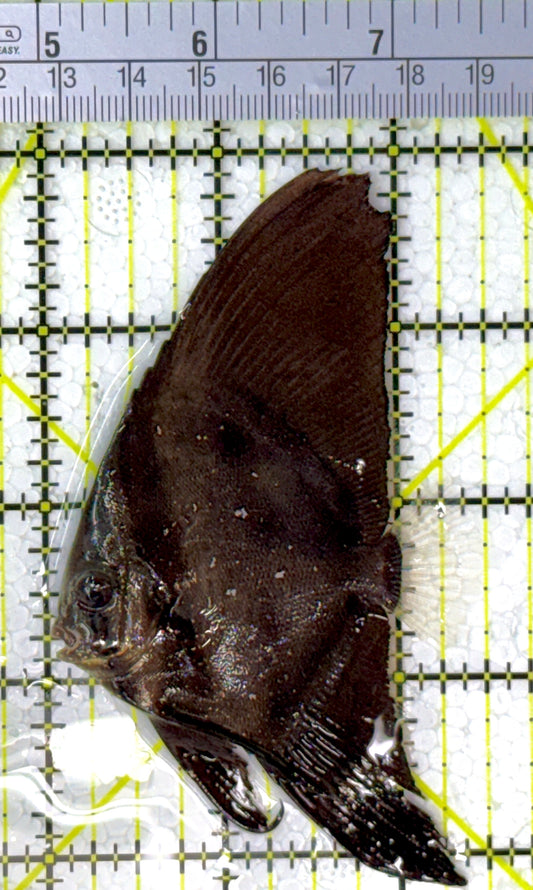 Orbic Batfish OB111901 WYSIWYG Size: S 2.25"